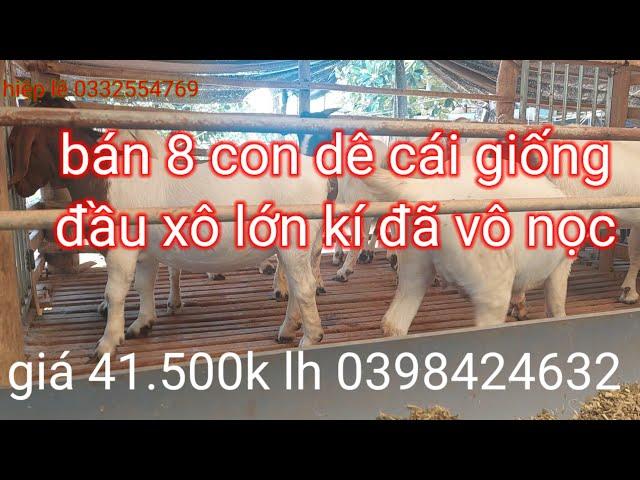 bán bầy dê giống đầu xô đã ghép nọc 8 con giá 41.500k lh 0398424632