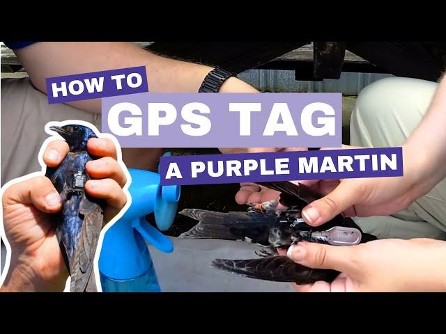 How to GPS tag a Purple Martin