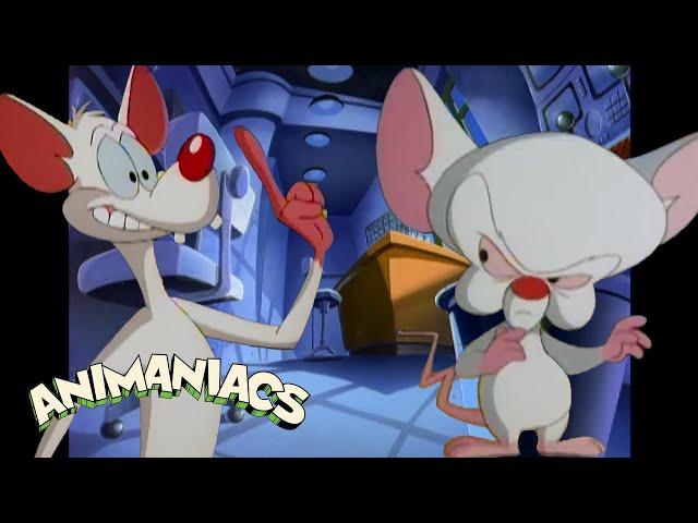 Pinky & The Brain moments that make me question who's REALLY the genius | Animaniacs @GenerationWB