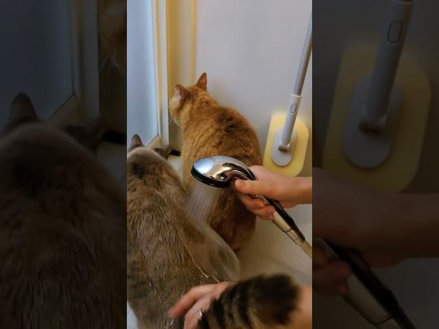 ２匹同時に洗うはずが…イタハニ猫動画#shorts