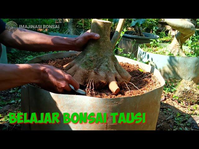 INSPIRASI PROGRAM BONSAI TAUSI cocok untuk pemula