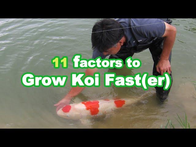 GROWING KOI BIG | 11 factors that influence Koi Growth [GROWTH GUIDE]