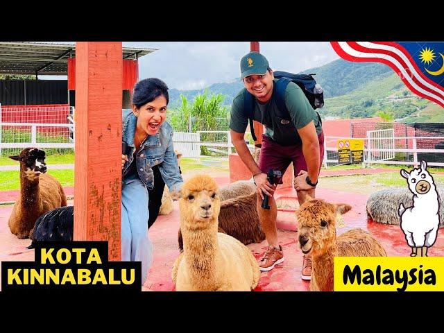 Cute encounter with Alpacas A day trip around Kota kinnabalu  Tamil couple travel vlogs #tamil