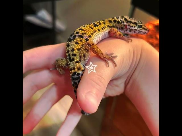 Leopard gecko core