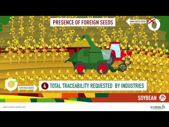Advantages of soybean certified seeds - Euralis Semences