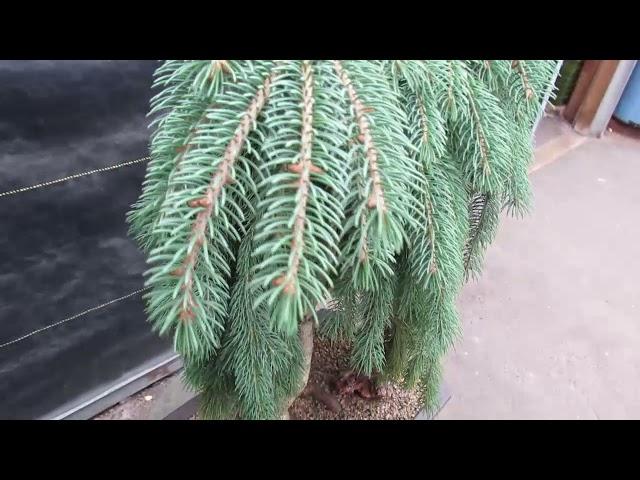 34 Year Old Dwarf Weeping Norway Spruce Specimen Bonsai Tree