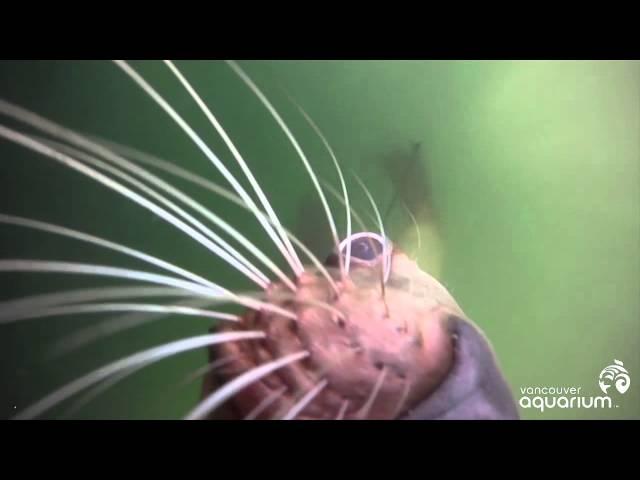 Steller Sea Lion Takes Off with a GoPro