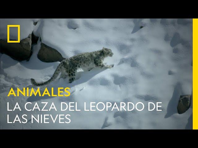 La caza del leopardo de las nieves | NATIONAL GEOGRAPHIC ESPAÑA