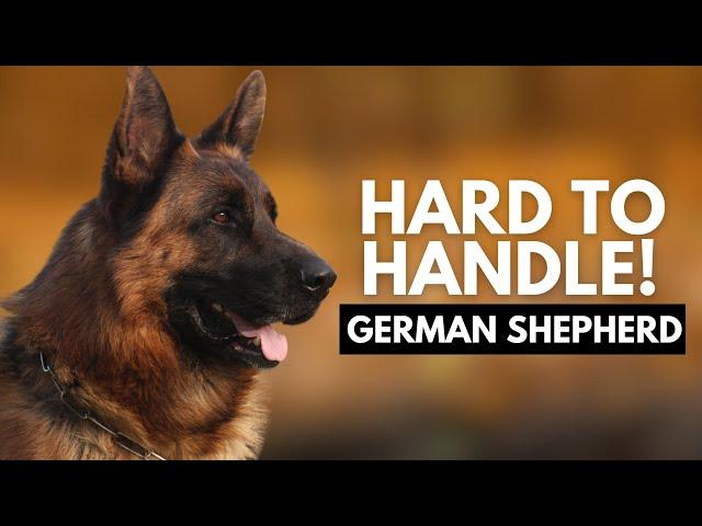 8 Reasons Most People Can't Handle a German Shepherd Dog