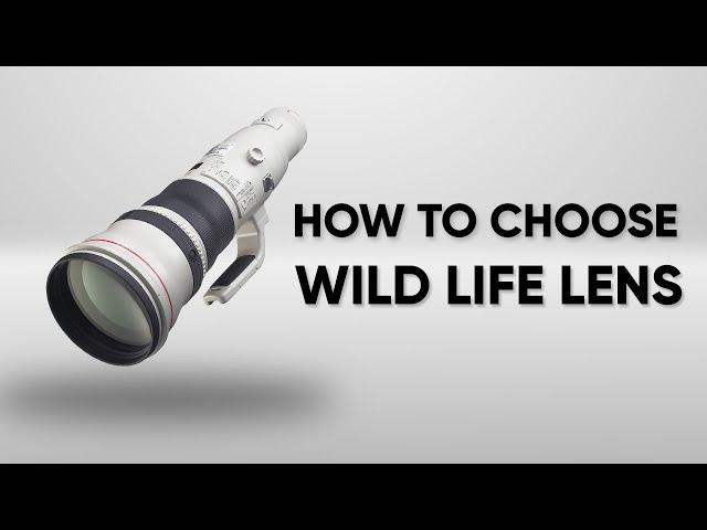 How to Choose Best Wildlife Photography Lenses?