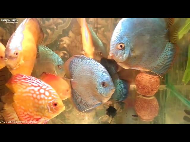 дискусы, советы, секреты, HOW TO: Keep Discus, la deposizione delle uova Discus, Breeding of discus