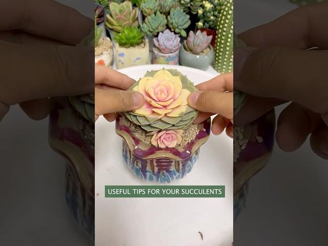 Beginner's Succulent Care: How to Repot Succulent Plants