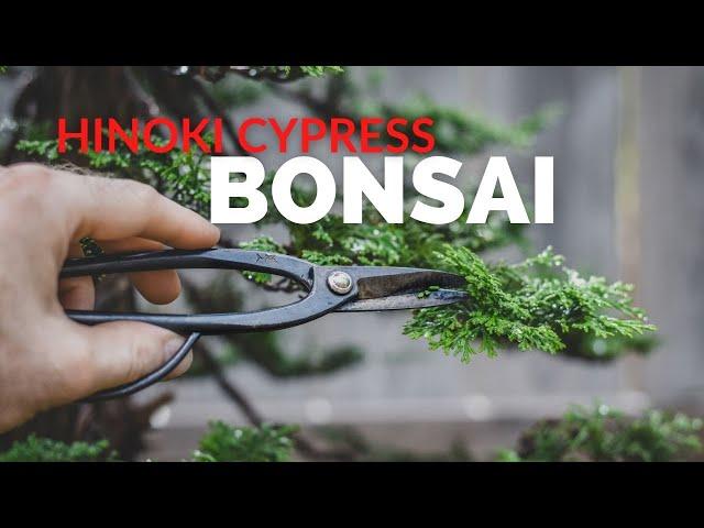 Hinoki Cypress Bonsai | Bonsai-U