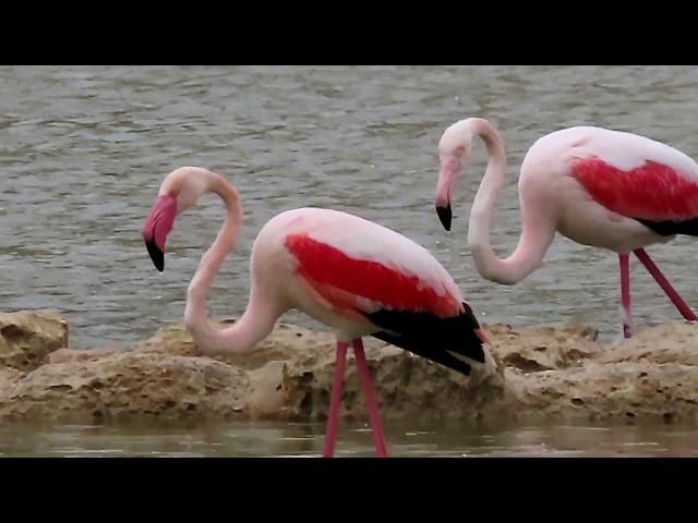 Greater Flamingos at Salina Nature Reserve