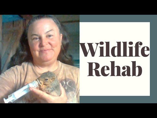 How To Become A Wildlife Rehabilitator