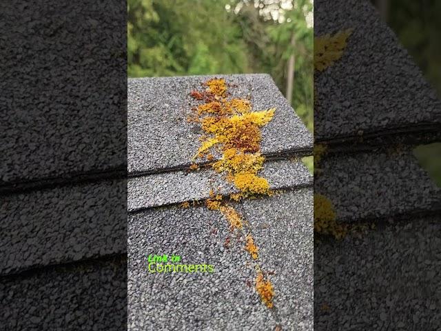  Before & After! No Bleach! This stuff will save your roof! 5 Days! Ecofriendly! #satisfying #asmr