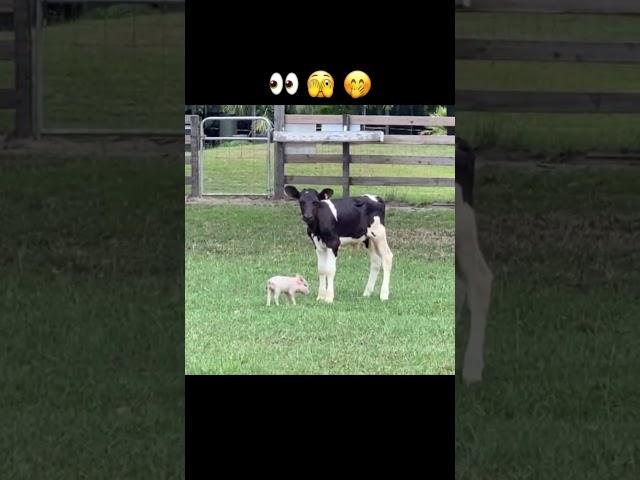 Piglet and Calf Best Friends  #shorts #youtubeshorts #cuteanimals