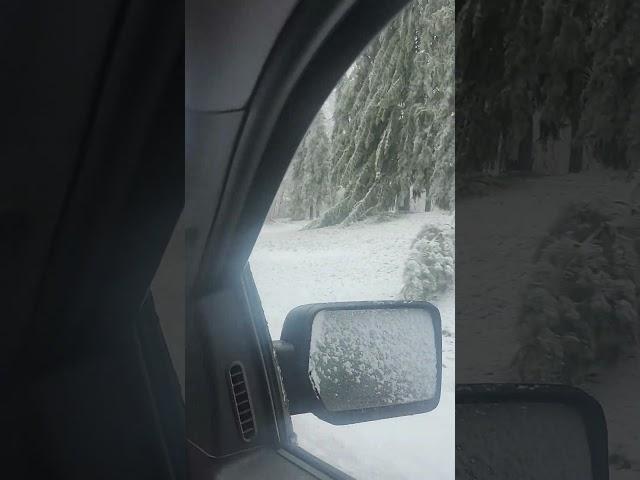 Krys rd gaylord Michigan,  ice storm damage.