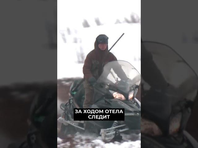 На Ямале продолжается массовый отёл оленей #новости #янао #новостирегионов