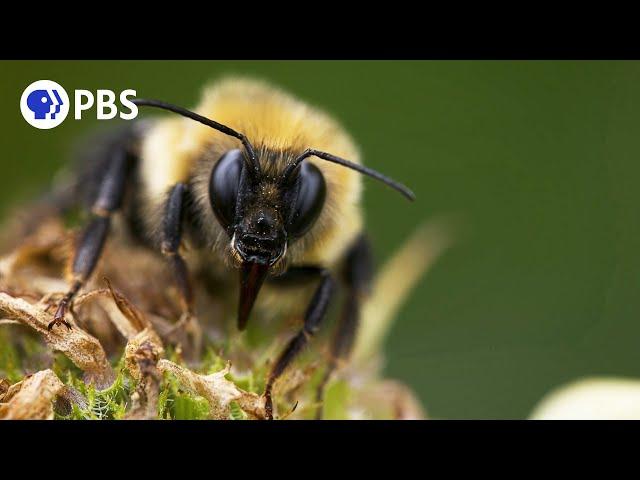 The Power of Pollinators