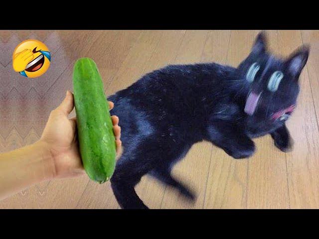 Hilarious animals that will make you laugh to die 