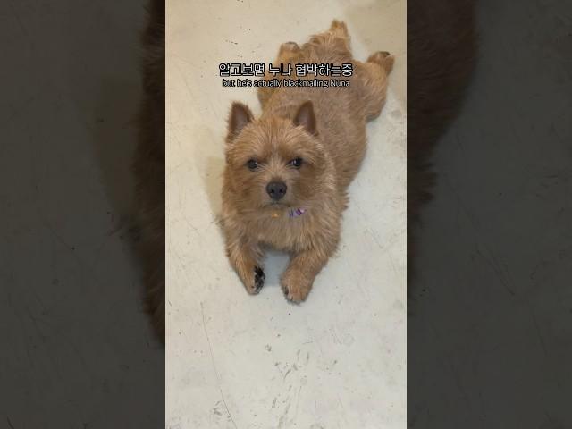 깜찍한 협박 강아디 #마태오 #반려견 #반려견일상 #강아지 #강아지브이로그 #doglife