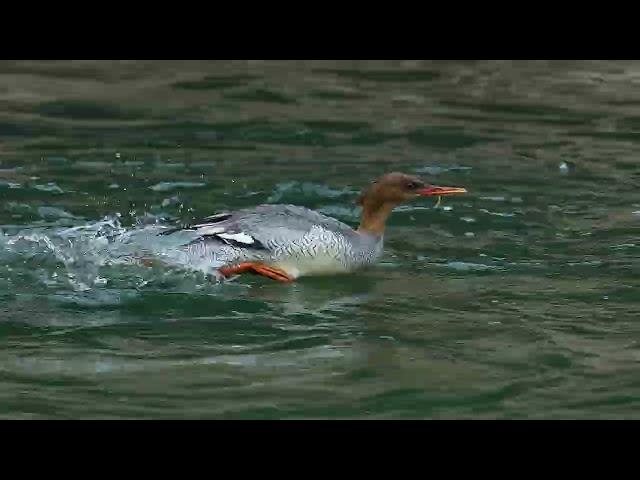 中華秋沙鴨 Scaly-sided Merganser - 20230204