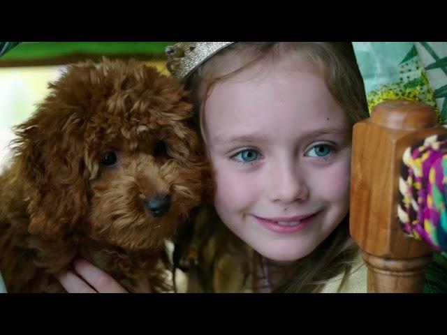Meet Waffle | Waffle the Wonderdog | Live Action Videos for Kids | WildBrain Zigzag