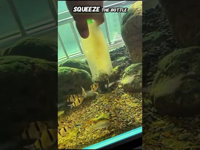 Genius Hack to Keep Your Tank Crystal Clear