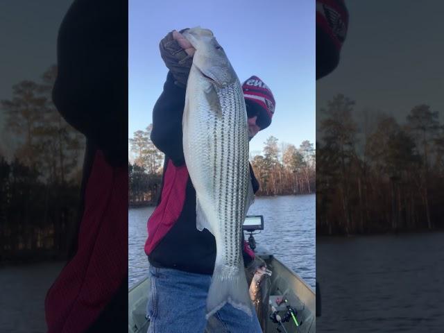 Ice Cold Lake Murray Stripers!! Legendary day!!