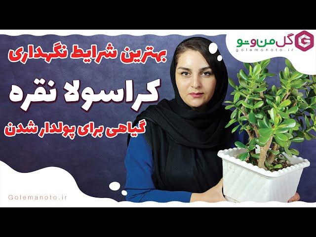 شرایط نگهداری کراسولا نقره در خانه | CRASSULA ARGENTEA