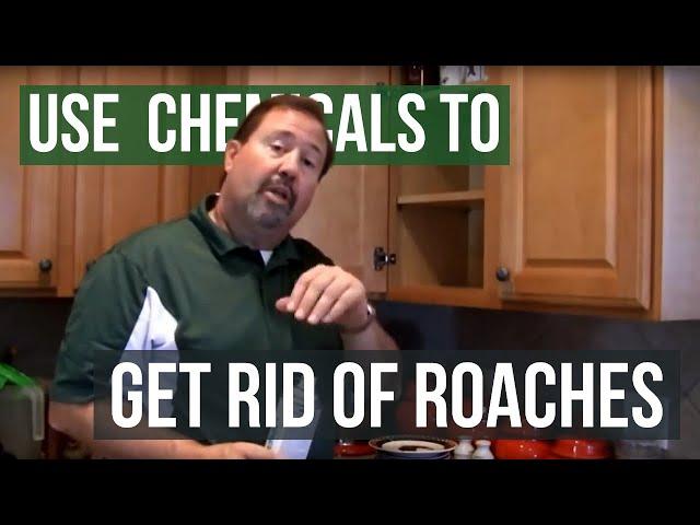 How to Get Rid of German Roaches by Solutions Pest & Lawn