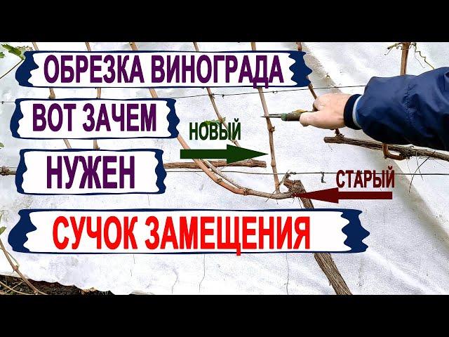  Почему от ЭТОЙ ОБРЕЗКИ ВИНОГРАДА ШАРАХАЮТСЯ  виноградари?  Как работает сучок замещения?