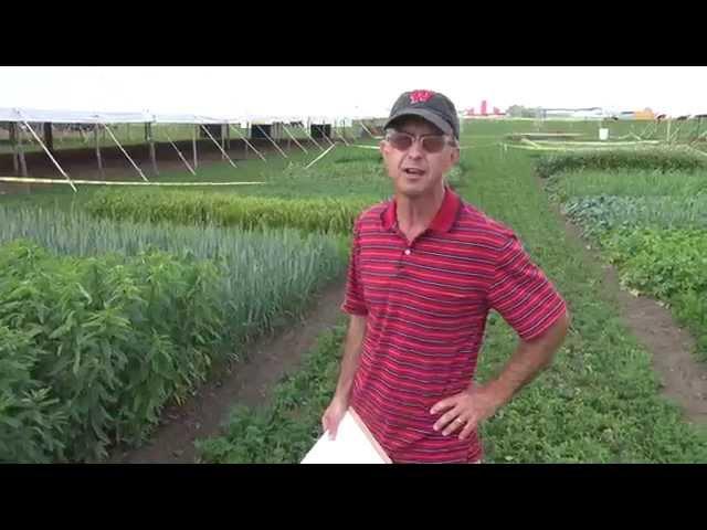 Cover Crops: 16 demonstration plots and their seed mixes