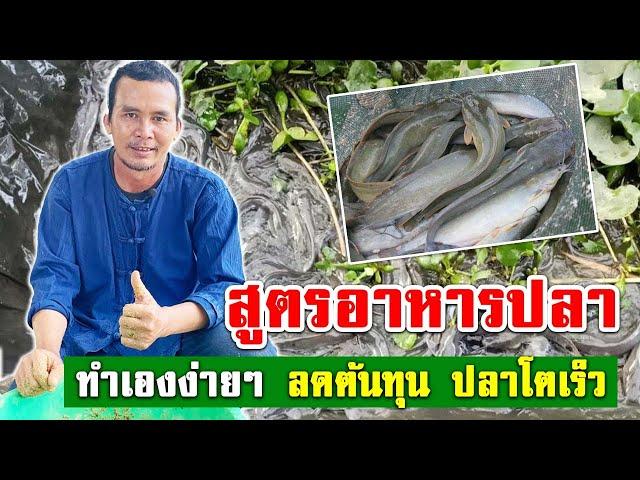 สูตรอาหารเลี้ยงปลาดุก ทำเองทำง่าย ลดต้นทุน ปลาโตเร็ว