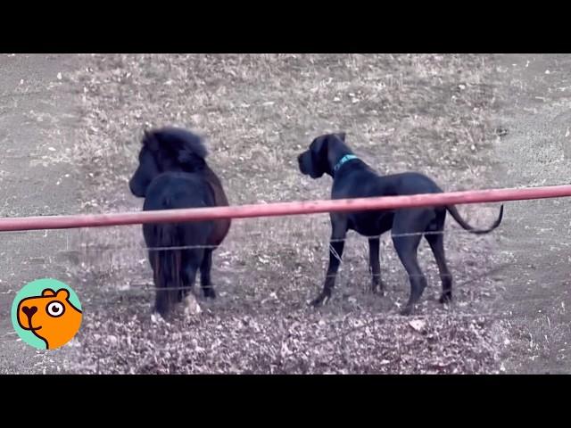 Great Dane Slips to Play With Mini Horse. Owner Cracks Up  | Cuddle Buddies