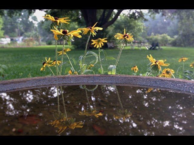 Backyard Nature Network Video Series - Provide Water