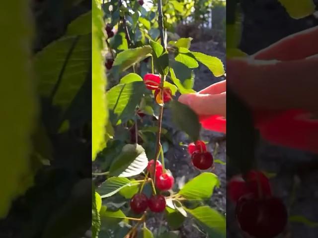 Булочки с вишней 