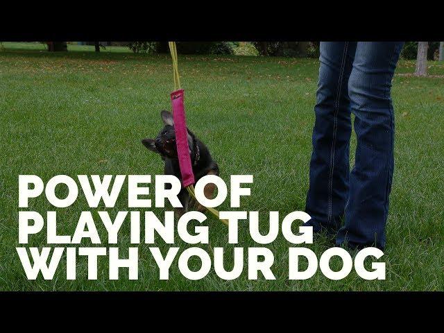 The Power of Playing Tug with Your Dog
