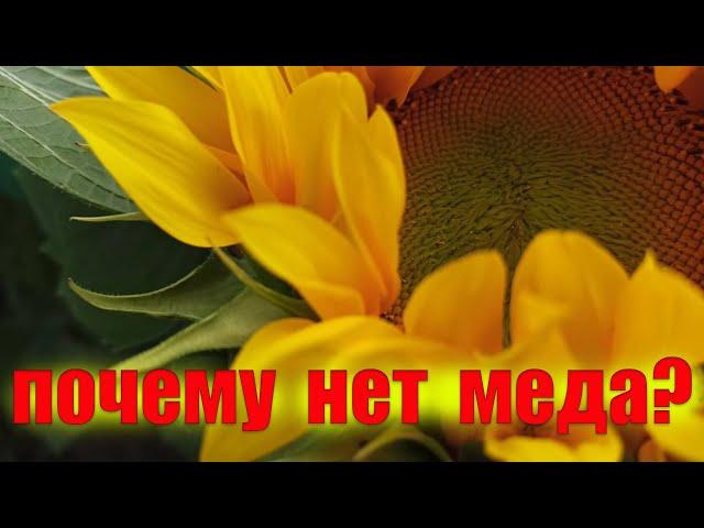 Зацвел главный взяток подсолнух, а меда нет. Почему пчелы плохо носят мед с подсолнуха