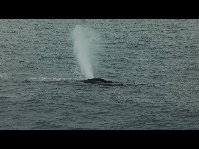 Episode 5 - Humpbacks and Risso's