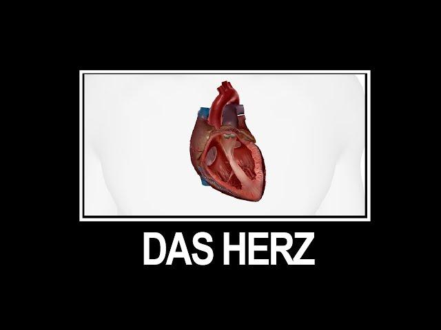 Herz Anatomie | Deutsch