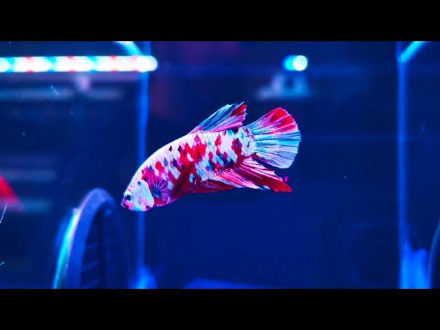 Rare Fancy Bettas at The Aquatic Design Centre