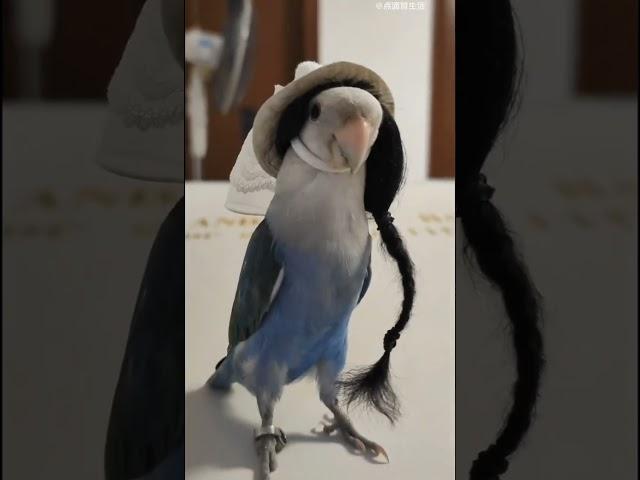 Miss Parrot goes on a blind date#Animal's confusing behavior Debut plan#Fantastic bird#Parrot outfit