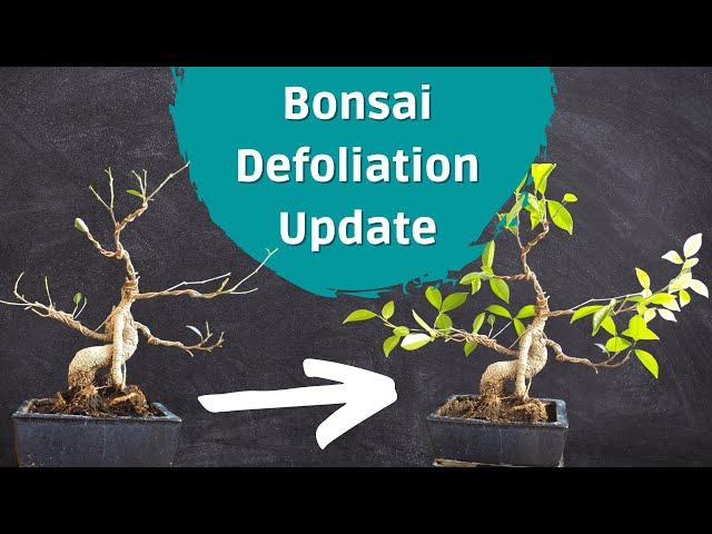 Defoliation Update On My Ficus Bonsai