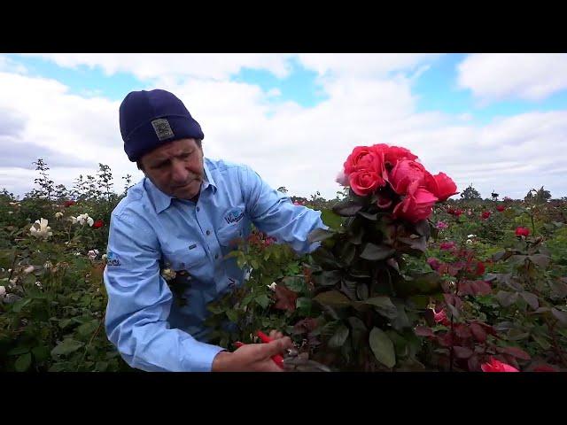 Wattle Range Business Champions - Wagner's Rose Nursery