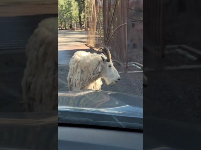 Gangster Goat Standoff #shorts