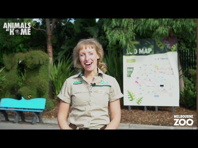 Virtual Tour of Melbourne Zoo