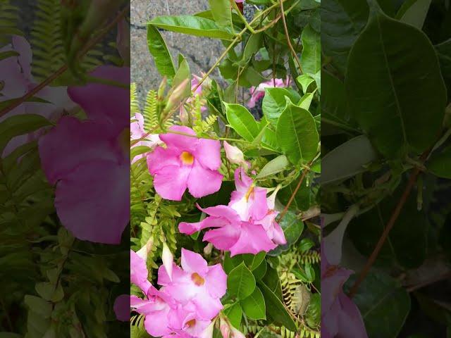 Pink Flowers of Autumn #Flowers #Beautiful #Nature #Best #Moments