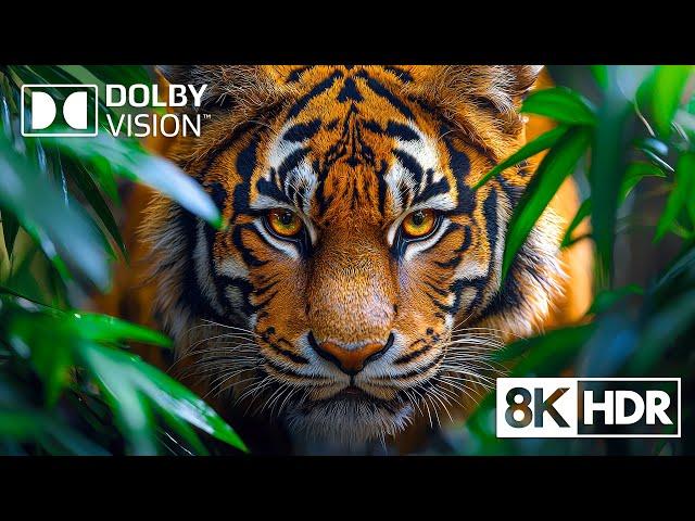 The Refined Majesty of Nature in 8K HDR Dolby Vision™